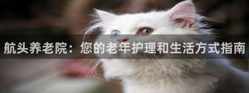 韦德的游戏